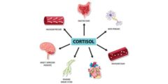 دور هرمون الكورتيزول في الجسم
