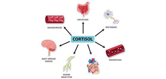 دور هرمون الكورتيزول في الجسم